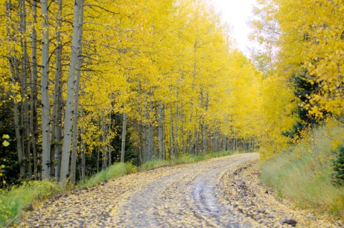 A winding dirt road surrounded by vibrant yellow aspen trees in autumn.