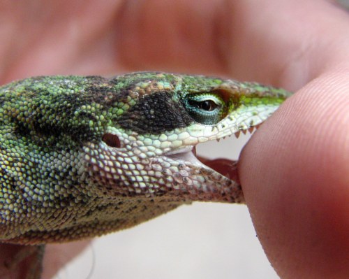Close-up of a green lizard's head, with its mouth slightly open, resting against a person's finger.