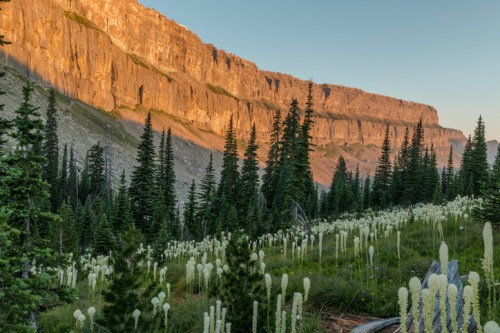 Sunlit mountain cliffs rise above a lush valley filled with tall green trees and white flowering plants.