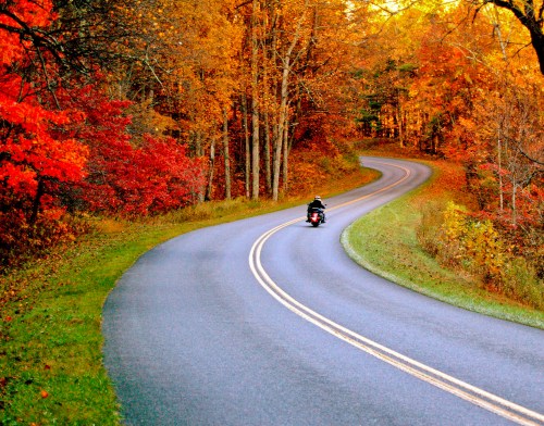 A motorcycle rides along a winding road surrounded by vibrant autumn foliage in shades of red and orange.