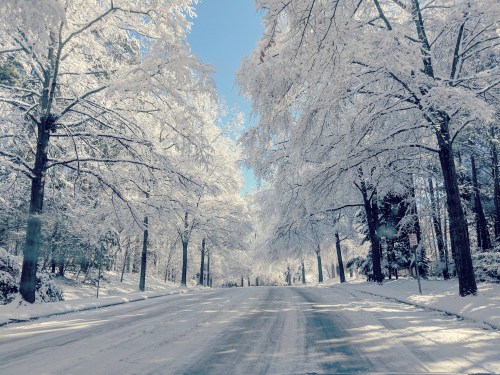 A snow-covered road lined with trees, their branches heavy with fresh snow, under a clear blue sky.