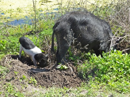 A black pig and a small piglet are foraging in a grassy area near a pond.
