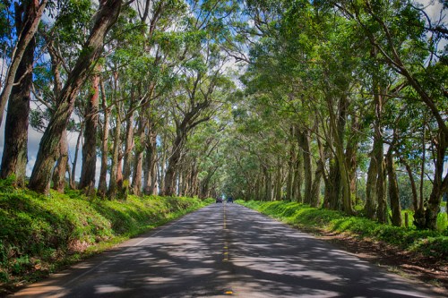 A scenic road lined with tall trees, creating a natural canopy overhead, under a bright blue sky.
