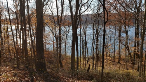 A serene lakeside view through autumn trees, with sunlight reflecting on the water.