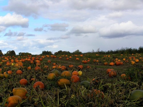 A pumpkin field with numerous orange pumpkins scattered across the ground under a cloudy sky.