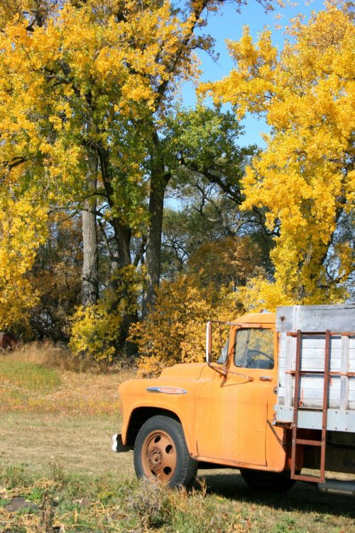 An old orange truck parked in a field surrounded by vibrant yellow autumn trees.