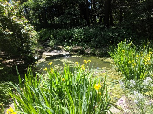 A serene pond surrounded by lush greenery and yellow flowers, set in a tranquil forested area.