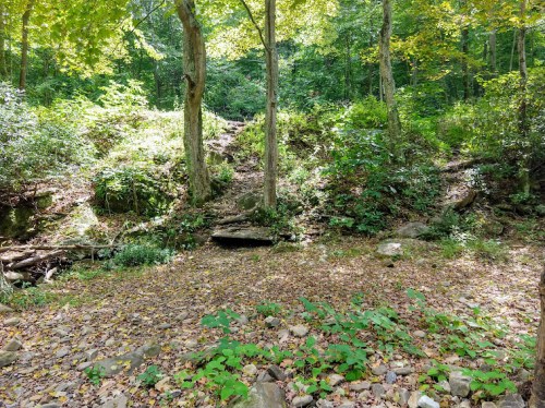 A serene forest scene with green trees, rocky terrain, and scattered leaves on the ground, illuminated by sunlight.