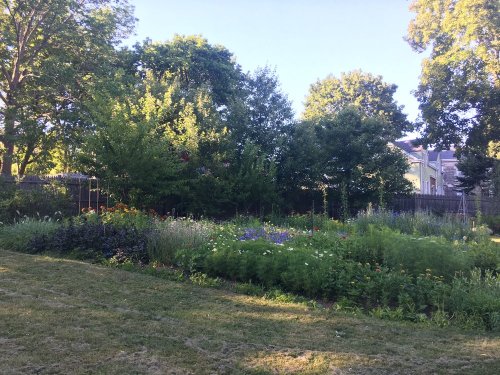 Lush garden with a variety of plants and flowers, surrounded by trees and a clear blue sky.