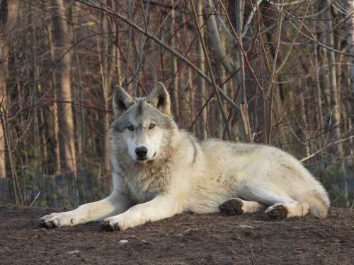 A gray wolf resting on the ground, surrounded by trees and foliage in a natural setting.