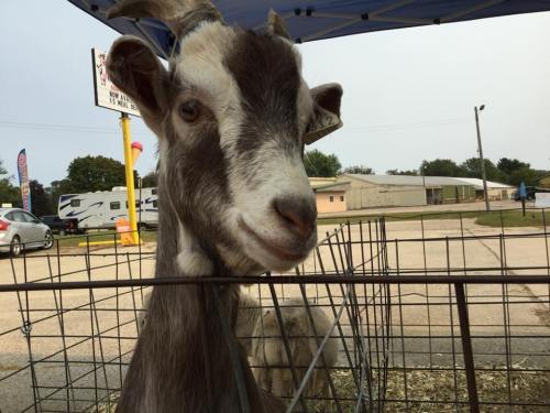A close-up of a friendly goat peering over a wire fence at a fair or market setting.