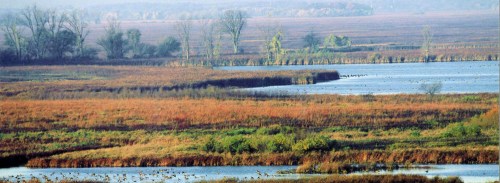 A serene wetland landscape with water, grasses, and trees under a clear sky, showcasing vibrant autumn colors.