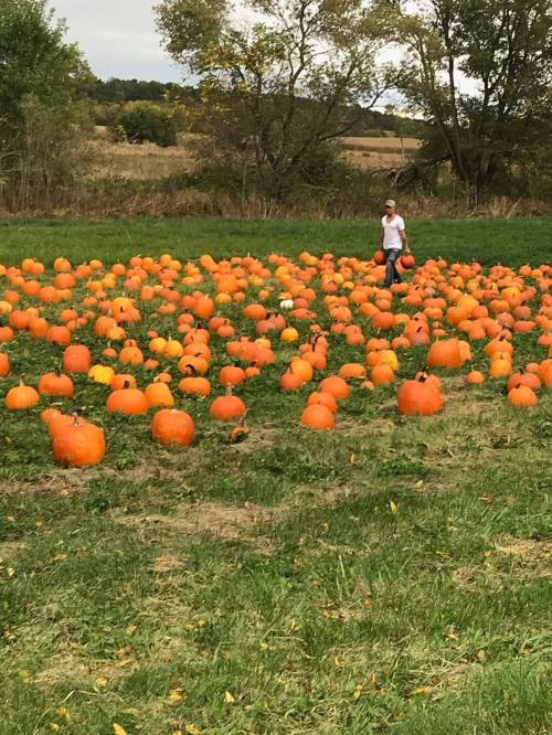 A person walks through a field filled with numerous orange pumpkins under a clear sky.