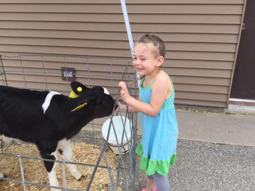 A young girl in a blue dress smiles as a calf licks her hand, standing next to a pen on a gravel surface.