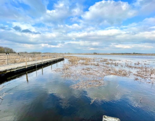 A serene wetland scene with a wooden dock, calm water, and cloudy blue sky reflecting on the surface.