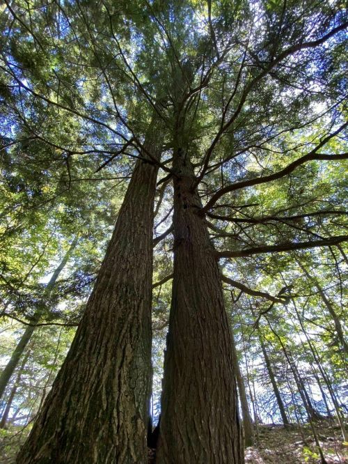 Two tall trees with thick trunks and lush green leaves, viewed from below, reaching towards a bright sky.