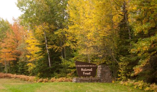 Sign for Chequamegon National Forest surrounded by vibrant autumn foliage.