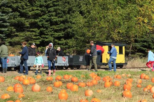 A train in a pumpkin patch with people walking and carrying pumpkins on a sunny day.