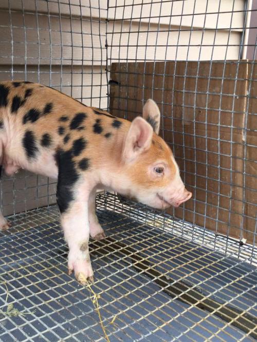 A small piglet with black spots stands inside a wire enclosure, looking curiously outside.