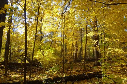 A vibrant forest scene filled with golden autumn leaves and sunlight filtering through the trees.