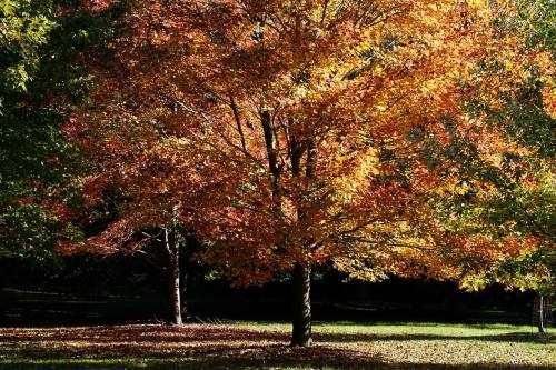 A vibrant autumn tree with bright orange and yellow leaves stands in a grassy area, surrounded by shadows.