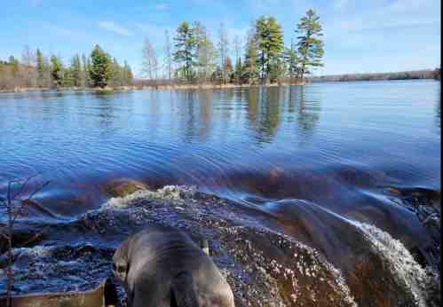 A calm lake scene with trees in the background and a dog near the water's edge, creating gentle ripples.