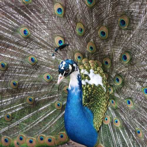 A vibrant peacock displaying its colorful, iridescent feathers in a stunning fan shape.