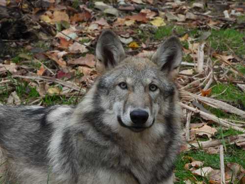 A close-up of a wolf resting on the ground, surrounded by fallen leaves and grass.