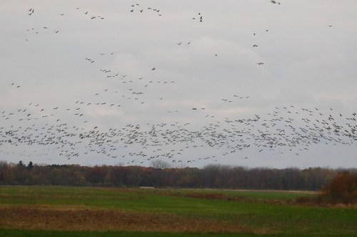 A flock of birds flies over a grassy field under a cloudy sky, with trees in the background.