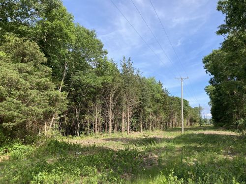 A clear path through a forest with tall trees and power lines under a blue sky.