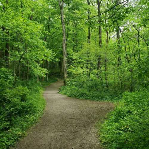 A winding dirt path through a lush green forest with tall trees and vibrant foliage.