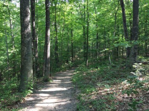 A winding dirt path through a lush green forest with tall trees and dappled sunlight.