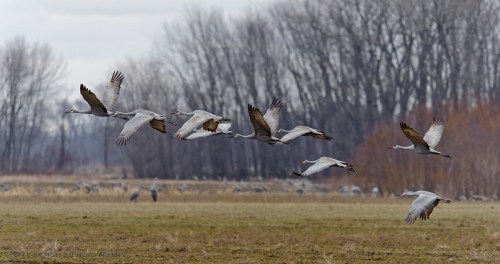 A flock of cranes flying over a grassy field with trees in the background on a cloudy day.