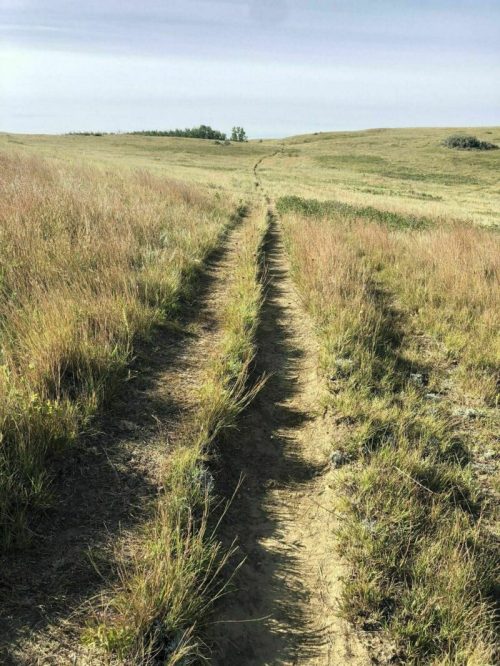 A dirt path winds through tall grass under a clear sky, leading into a distant, open landscape.