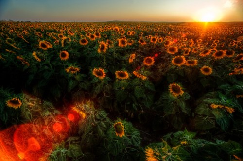 A vibrant field of sunflowers at sunset, with golden blooms stretching towards the horizon under a colorful sky.