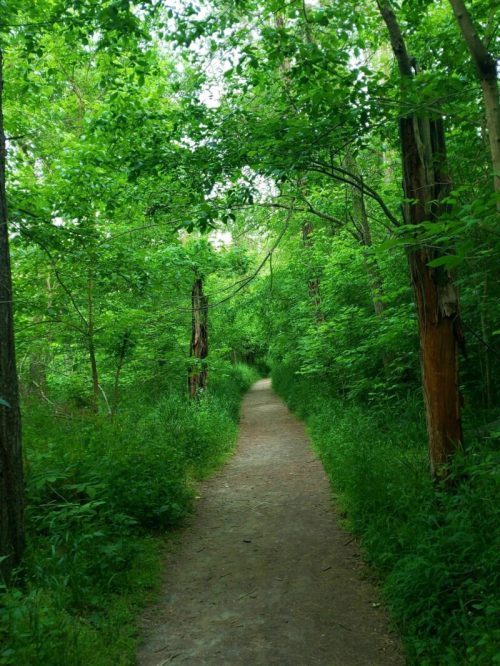 A serene dirt path winding through a lush green forest, surrounded by trees and dense foliage.