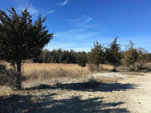 A sandy path lined with trees leads to a grassy area under a clear blue sky.