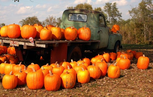 An old green truck filled with bright orange pumpkins, surrounded by more pumpkins on a grassy field.