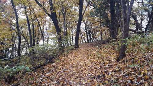 A winding path through a forest with autumn leaves scattered on the ground and trees in vibrant fall colors.