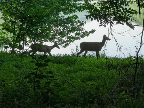 Two deer walking along a riverbank, surrounded by lush greenery and trees.