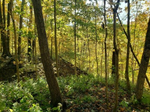 A serene forest scene with tall trees and vibrant autumn foliage, sunlight filtering through the leaves.