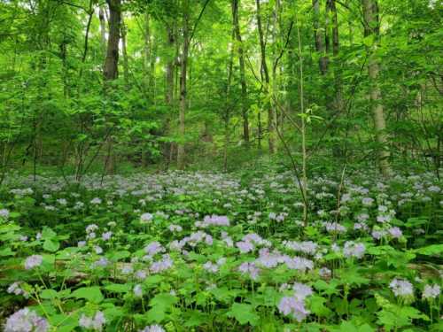 A lush green forest filled with blooming purple flowers, creating a vibrant and serene natural landscape.