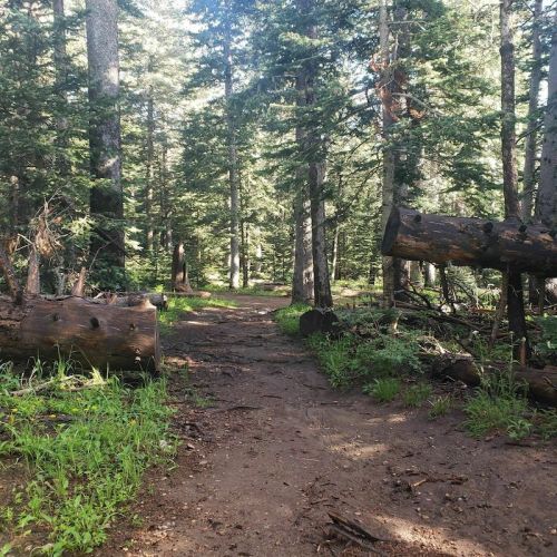A dirt path winding through a lush forest with tall trees and fallen logs on the ground.