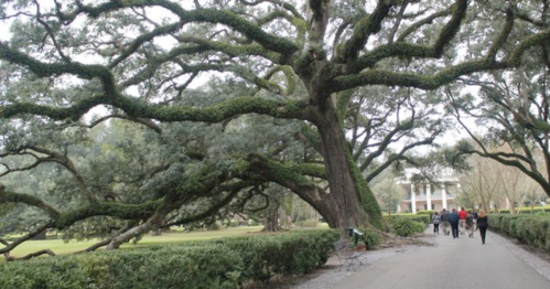 A large, moss-covered tree with sprawling branches beside a path where people walk, leading to a white building in the background.