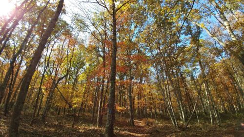 A vibrant forest in autumn, with colorful leaves and a clear blue sky peeking through the trees.