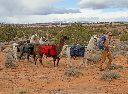 A person walks alongside llamas carrying colorful packs through a desert landscape with sparse vegetation.
