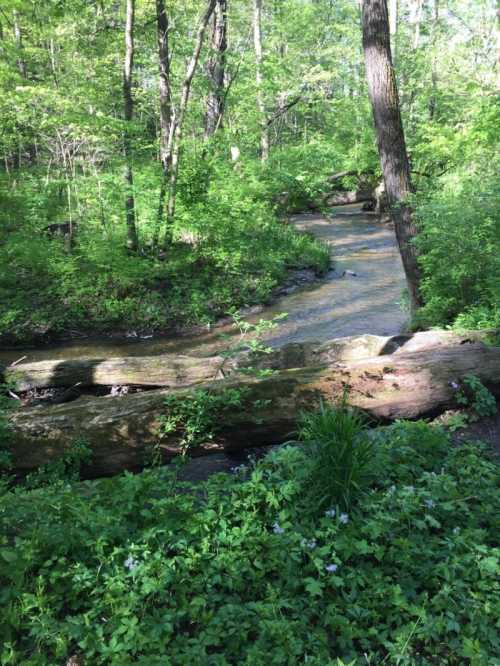 A serene forest scene featuring a winding creek surrounded by lush greenery and scattered wildflowers.