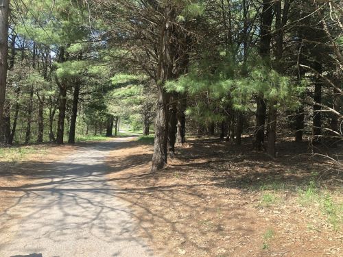 A winding path through a forest with tall trees and dappled sunlight on the ground.