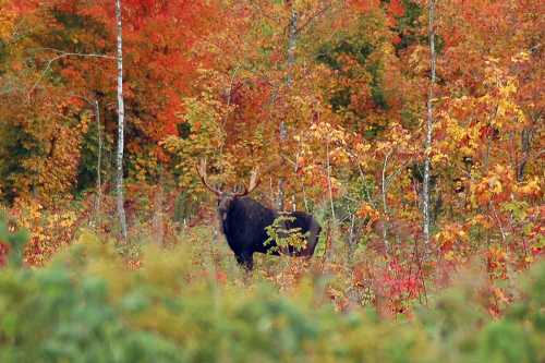 A moose stands among vibrant autumn foliage, surrounded by trees in shades of red, orange, and yellow.