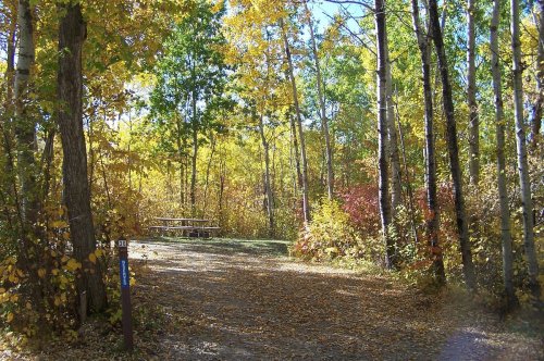 A serene forest path surrounded by vibrant autumn foliage and a picnic area in the background.